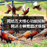 网络五大核心功能揭秘:网速卡顿竟因这些隐藏问题?(图2) 网络五大核心功能揭秘:网速卡顿竟因这些隐藏问题?(图2)